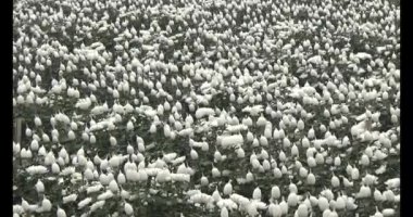 23 Ocak 2025, Hai Duong, Vietnam. Tarlada papatya topluyor, tarlada menekşe topluyor.