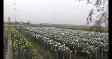 23 Ocak 2025, Hai Duong, Vietnam. Tarlada papatya topluyor, tarlada menekşe topluyor.