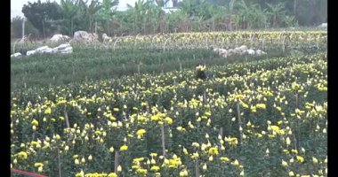 23 Ocak 2025, Hai Duong, Vietnam. Tarlada papatya topluyor, tarlada menekşe topluyor.