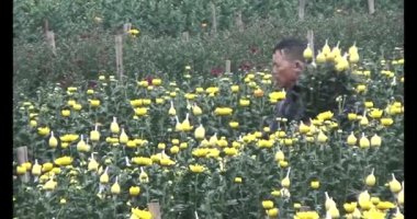 23 Ocak 2025, Hai Duong, Vietnam. Tarlada papatya topluyor, tarlada menekşe topluyor.