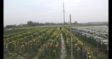 Tarlada papatya toplarken, tarlada menekşe toplarken