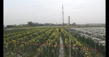 Tarlada papatya toplarken, tarlada menekşe toplarken