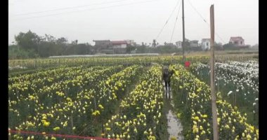 Tarlada papatya toplarken, tarlada menekşe toplarken