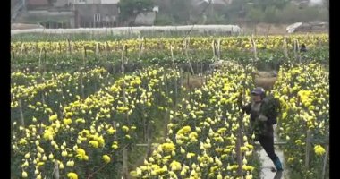 Tarlada papatya toplarken, tarlada menekşe toplarken