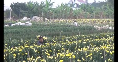 Tarlada papatya toplarken, tarlada menekşe toplarken