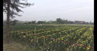 Tarlada papatya toplarken, tarlada menekşe toplarken