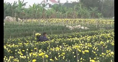 Tarlada papatya toplarken, tarlada menekşe toplarken