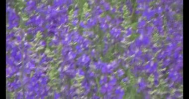 Tarlada papatya toplarken, tarlada menekşe toplarken