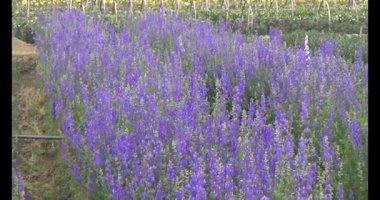 Tarlada papatya toplarken, tarlada menekşe toplarken