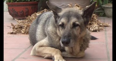 Köpek yerde yatıyor.