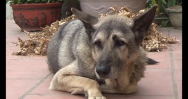 Köpek yerde yatıyor.