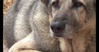 Köpek yerde yatıyor.