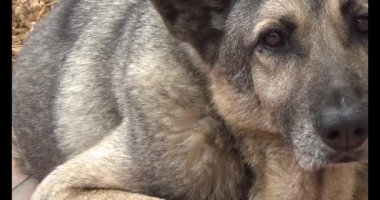 Köpek yerde yatıyor.