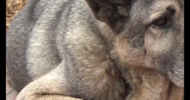 Köpek yerde yatıyor.