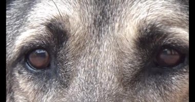 Köpek yerde yatıyor.