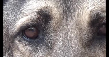 Köpek yerde yatıyor.