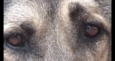 Köpek yerde yatıyor.