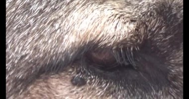 Köpek yerde yatıyor.