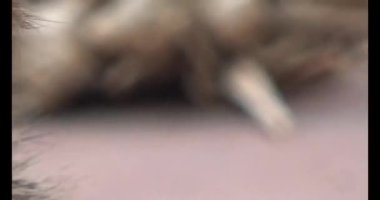 Köpek yerde yatıyor.