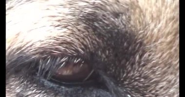 Köpek yerde yatıyor.