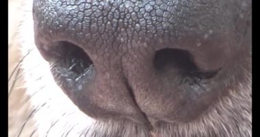 Köpek yerde yatıyor.