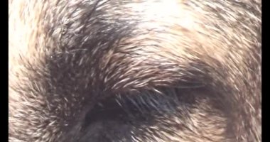 Köpek yerde yatıyor.