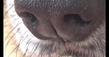 Köpek yerde yatıyor.
