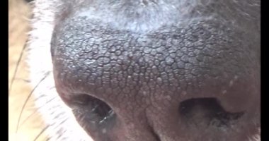 Köpek yerde yatıyor.