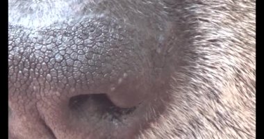 Köpek yerde yatıyor.