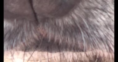 Köpek yerde yatıyor.