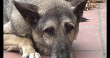 Köpek yerde yatıyor.