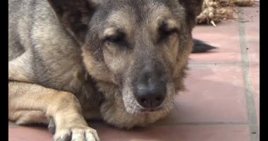 Köpek yerde yatıyor.