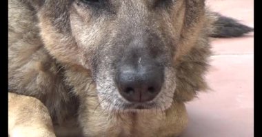 Köpek yerde yatıyor.