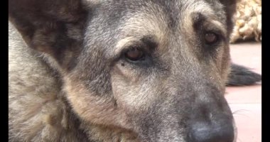 Köpek yerde yatıyor.