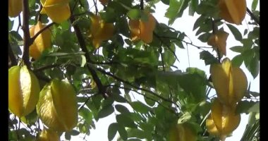 Olgun yıldız meyve ağacı üzerinde