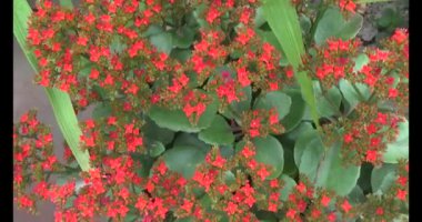 kırmızı çömlek.