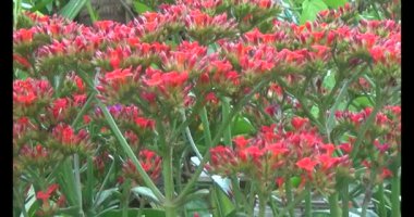 kırmızı çömlek.