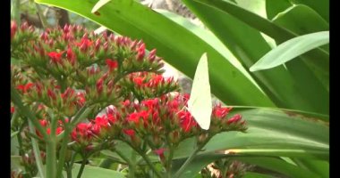 kırmızı çömlek.