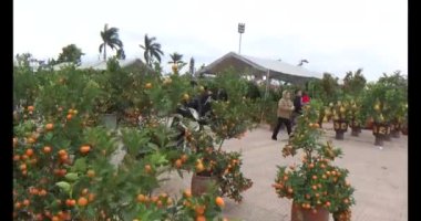 26 Ocak 2025, Hai Duong, Vietnam. Vietnam 'da Tet. Vietnam 'da yıl sonu çiçek pazarı. Pazar çok fazla şeftali çiçeği ve kumkat satar. Birçok insan şeftali çiçeği ve kumkat almak için markete gider. 