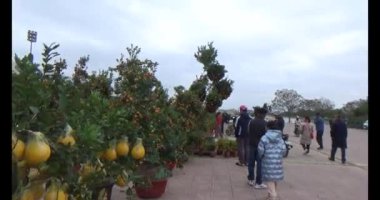 26 Ocak 2025, Hai Duong, Vietnam. Vietnam 'da Tet. Vietnam 'da yıl sonu çiçek pazarı. Pazar çok fazla şeftali çiçeği ve kumkat satar. Birçok insan şeftali çiçeği ve kumkat almak için markete gider. 