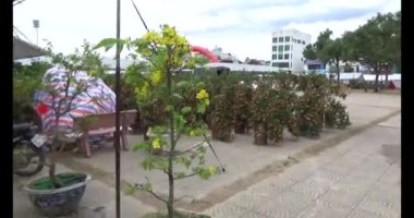 26 Ocak 2025, Hai Duong, Vietnam. Vietnam 'da Tet. Vietnam 'da yıl sonu çiçek pazarı. Pazar çok fazla şeftali çiçeği ve kumkat satar. Birçok insan şeftali çiçeği ve kumkat almak için markete gider. 