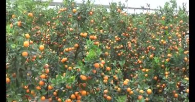 26 Ocak 2025, Hai Duong, Vietnam. Vietnam 'da Tet. Vietnam 'da yıl sonu çiçek pazarı. Pazar çok fazla şeftali çiçeği ve kumkat satar. Birçok insan şeftali çiçeği ve kumkat almak için markete gider. 