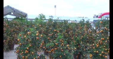 26 Ocak 2025, Hai Duong, Vietnam. Vietnam 'da Tet. Vietnam 'da yıl sonu çiçek pazarı. Pazar çok fazla şeftali çiçeği ve kumkat satar. Birçok insan şeftali çiçeği ve kumkat almak için markete gider. 