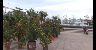 26 Ocak 2025, Hai Duong, Vietnam. Vietnam 'da Tet. Vietnam 'da yıl sonu çiçek pazarı. Piyasa çok fazla şeftali çiçeği ve kumkat satıyor.