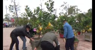 26 Ocak 2025, Hai Duong, Vietnam. Vietnam 'da Tet. Vietnam 'da yıl sonu çiçek pazarı. Piyasa çok fazla şeftali çiçeği ve kumkat satıyor.