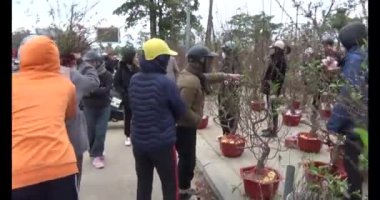 26 Ocak 2025, Hai Duong, Vietnam. Vietnam 'da Tet. Vietnam 'da yıl sonu çiçek pazarı. Piyasa çok fazla şeftali çiçeği ve kumkat satıyor.