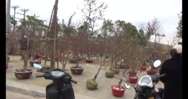 26 Ocak 2025, Hai Duong, Vietnam. Vietnam 'da Tet. Vietnam 'da yıl sonu çiçek pazarı. Piyasa çok fazla şeftali çiçeği ve kumkat satıyor.