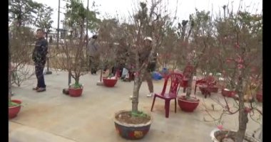 26 Ocak 2025, Hai Duong, Vietnam. Vietnam 'da Tet. Vietnam 'da yıl sonu çiçek pazarı. Piyasa çok fazla şeftali çiçeği ve kumkat satıyor.