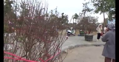 26 Ocak 2025, Hai Duong, Vietnam. Vietnam 'da Tet. Vietnam 'da yıl sonu çiçek pazarı. Piyasa çok fazla şeftali çiçeği ve kumkat satıyor.