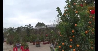 26 Ocak 2025, Hai Duong, Vietnam. Vietnam 'da Tet. Vietnam 'da yıl sonu çiçek pazarı. Piyasa çok fazla şeftali çiçeği ve kumkat satıyor.